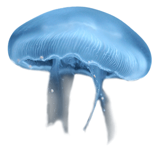 Image shows a single jellyfish flowing tentacles, glowing in a blue-toned aquarium environment at Blue Zoo.